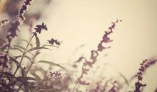 【2.16日运】摩羯投资收益 水瓶烂桃花