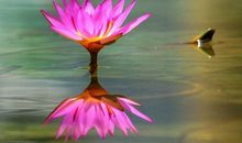 12月24日财帛入手，事业得意，家人万福金安的4大生肖