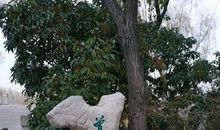 百花堤寻梦——济南府的好风水是因为他