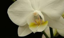 4生肖在2019年迎来大财运，越来越来越有钱！