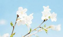 属猴2019年到年底前财运能转好吗？财运是好是坏？(图文)