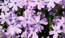 生肖属狗的男人2020年桃花运，过于挑剔，很可能保持单身