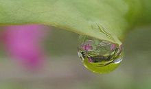 很傻很天真，爱情中最单纯没心眼儿的星座