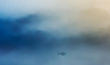 生肖属牛的男人2020年事业运，运势不尽人意，好在人缘不错