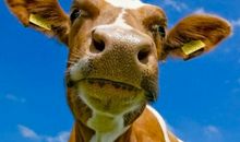 2月财运难挡的4生肖，事业蒸蒸日上，日子顺顺利利