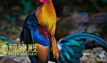 十月份要防小人的几大生肖