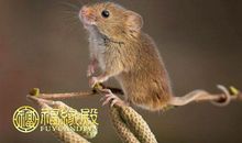 十月份事业进步大的生肖