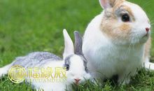 属兔几几年出生