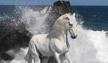 属马人：白天出生的还是晚上出生的？决定了你的终身！老人讲的话确实有道理