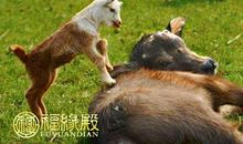 女属牛的属相婚配表