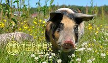 属猪的几月份出生好