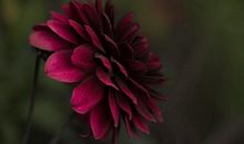 2月上中旬，钱途光明，财运亨通，衣食不愁的四大生肖