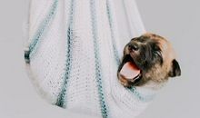 来看看，12生肖应该咋消化负能量