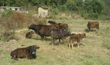 人心隔肚皮，这三个生肖为人很自私要当心