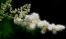 未来3年内财运亨通，发财机会多多，喜事接二连三来的四属相