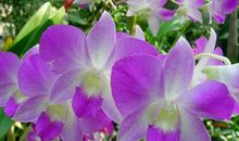 未来三个月好运来福气旺，好事扎堆，事业风生水起，享富贵的生肖