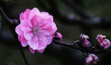 二月一到，咸鱼翻身，事业高升，运势亨通的4个生肖