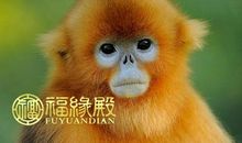 男属猴女属鼠相配吗