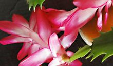 11月之后，4属相好运爆棚，喜迎人生春天，绽放幸福生活