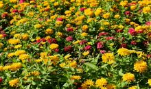 五行八字本命佛是什么意思，有极强灵性，可以驱邪避凶