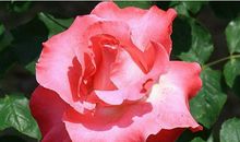 惹不起的四生肖，12月30号开始生意上进账不小，鸿运滚滚来阖家欢乐!