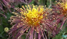 未来六个月运势有明显改观，运势逐步在上升，四属相从此顺心如意