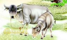 属牛什么时辰出生最好