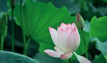 2月14号起时运旺，正财生，四属相家中有喜事发生，钱财滚滚而来