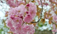 下周起运势大涨，财运八方来，财源广存款涨，幸福乐开花的四属相