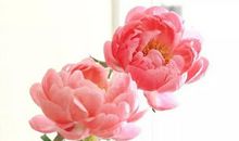 2020年农历八月,九月和十月生肖属牛和生肖属猪最佳订婚吉日