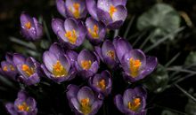 未来六个月命运吉星转动，好运不断，财运找上门的四属相