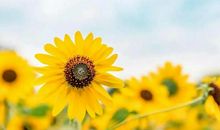 下周开始，贵人到访、大运到访，5月底运势不得了，喜事了不得，天天开口笑