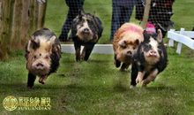 1959年属相是什么？1959年属相是什么命？