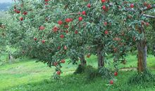 不喜欢被约会的生肖女