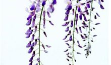 2020庚子鼠年3月25号出生的人性格命运解析，五行八字查询