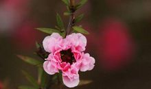 恭喜3大生肖！下半年桃花朵朵开，姻缘上门来，收获真爱与婚姻