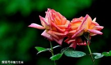 恭喜四生肖大运到来，11月12号开始赚取不菲的财富，家运持续走高!