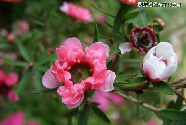 恭喜3大生肖！下半年桃花朵朵开，姻缘上门来，收获真爱与婚姻 2