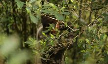 十二生肖2020年3月27日运势：属马人上班迟到被扣奖金，属狗人莫明其妙被说教