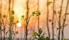 春分节气出生的属羊人命运好吗 属羊春分出生命格解析(图文)