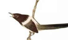 生肖属兔的父母和什么生肖属相的孩子最相合