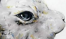 生肖属兔爸爸和什么生肖属相的宝宝相合相冲