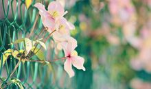 六爻预测中的六合是什么 六合卦象解析