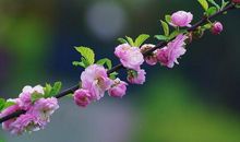 大运到家，财运大爆发，11月下旬开始财源广进，收入丰厚的生肖