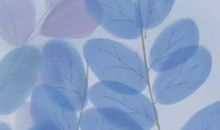 天秤座在爱情里会为何受伤