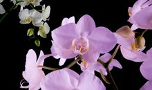 恭喜四生肖好日子享不尽，11月14号开始成就一番事业，富贵来势汹汹!