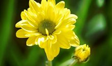 元旦过后天降大喜，事业更上一层楼，闷声发大财，富贵无忧的生肖