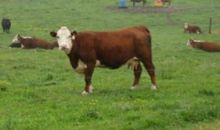 2009年属牛人2021年运势男命 09年出生12岁生肖牛男2021年运程详解