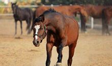 2014年属马人2021年运势男命 14年出生7岁生肖马男2021年运程详解