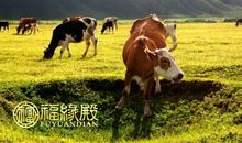 男属马女属牛相配吗